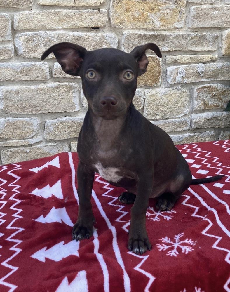 Godiva, a Adoptable mixed breed image 1/6