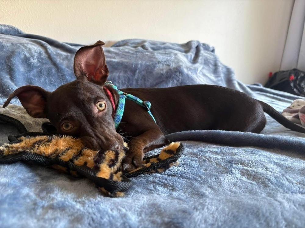 Godiva, a Adoptable mixed breed image 2/6