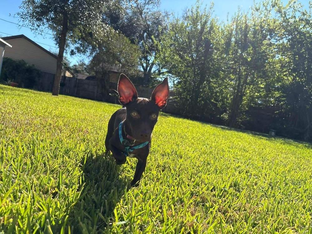 Godiva, a Adoptable mixed breed image 3/6