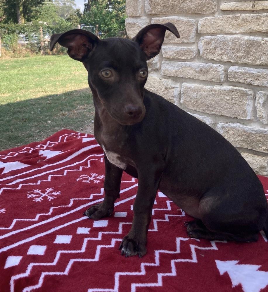 Godiva, a Adoptable mixed breed image 4/6