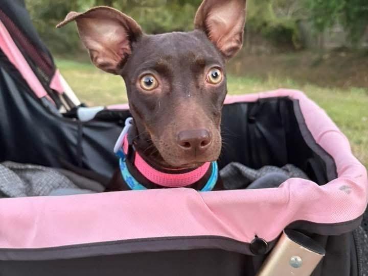 Godiva, a Adoptable mixed breed image 5/6