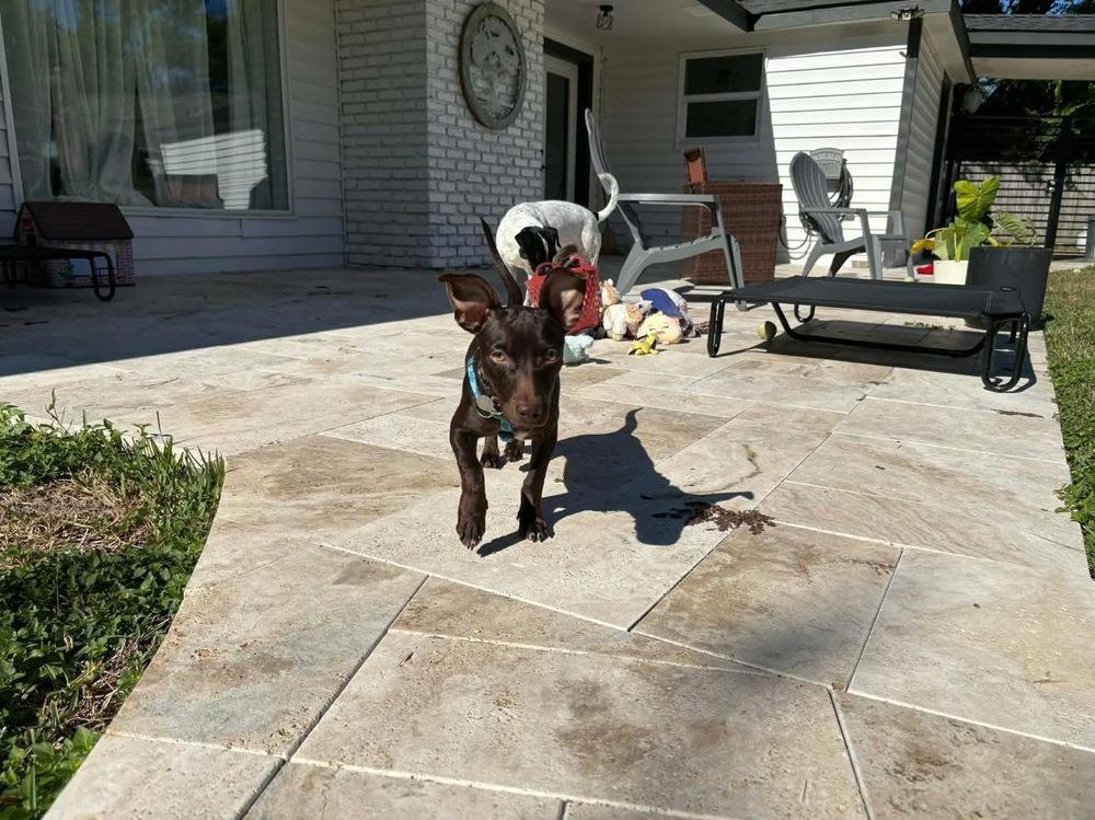 Godiva, a Adoptable mixed breed image 6/6