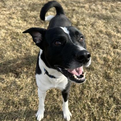 Enlarge Randy, a ADOPTABLE mixed breed in Dubuque, IA image 3/3