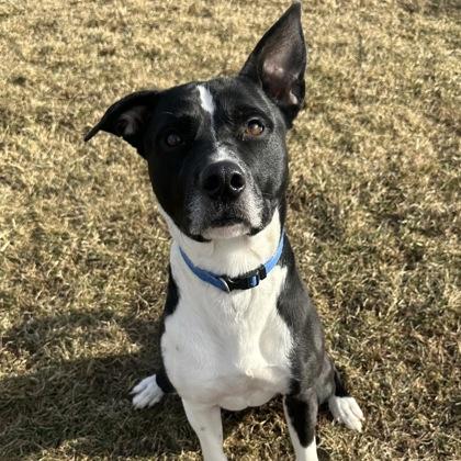 Randy, ADOPTABLE, Adult Male Mixed Breed.
