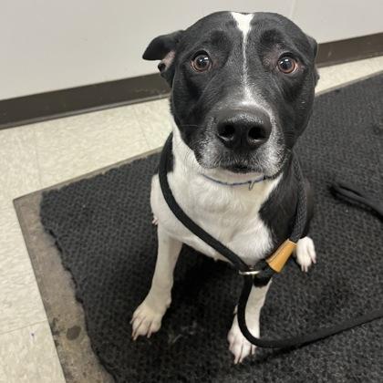 Enlarge Randy, a ADOPTABLE mixed breed in Dubuque, IA image 1/1