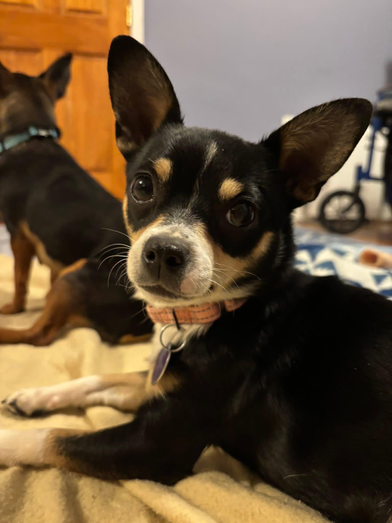 Enlarge Blossom, an adopted mixed breed in Elkton, MD image 2/6