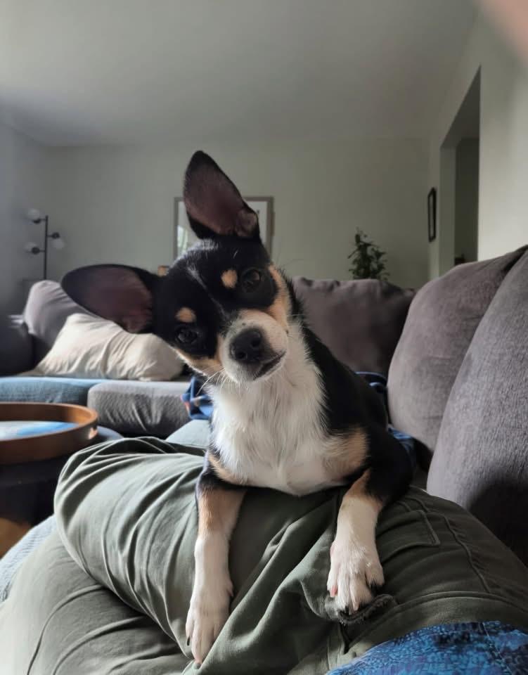 Blossom, adopted, Young Female Chihuahua.