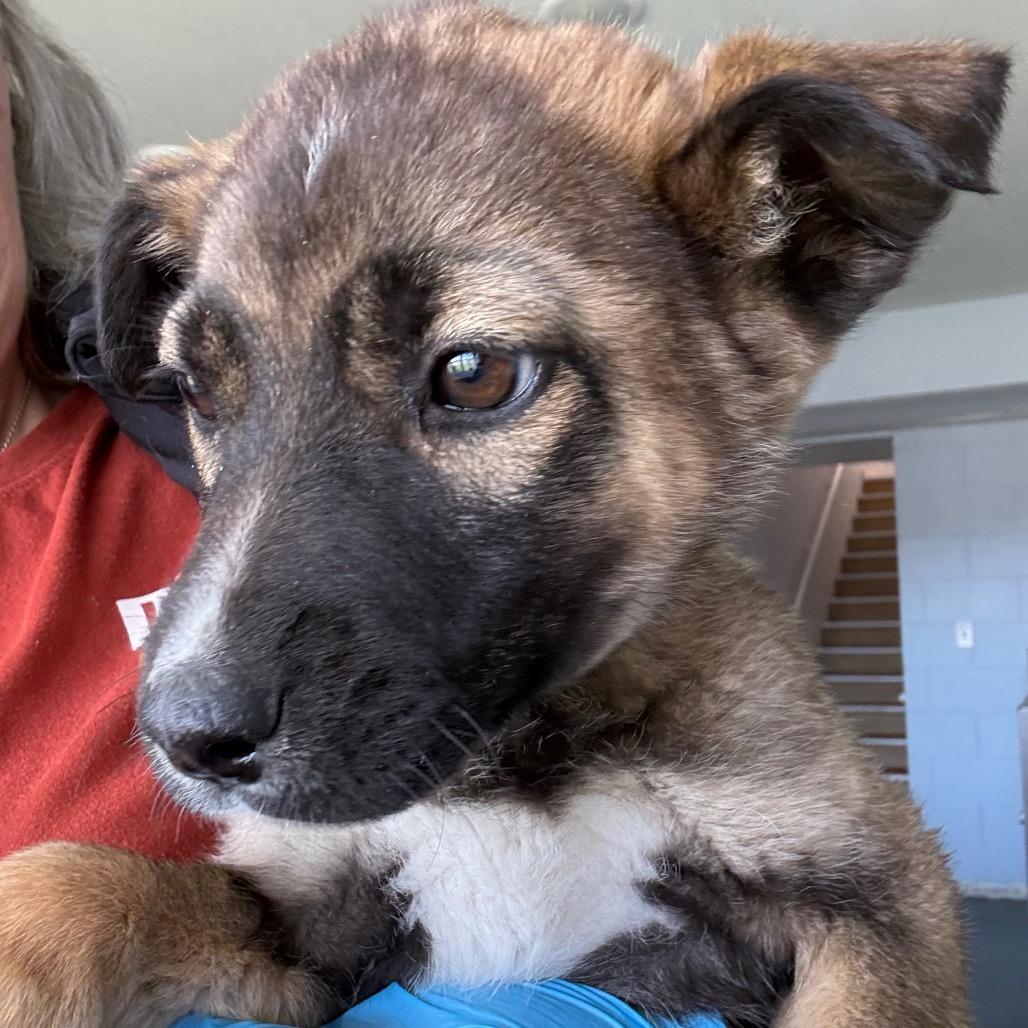 Enlarge Brownie, a ADOPTABLE Husky in Crookston, MN image 1/4