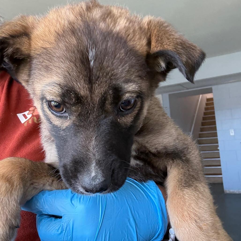 Enlarge Brownie, a ADOPTABLE Husky in Crookston, MN image 4/4