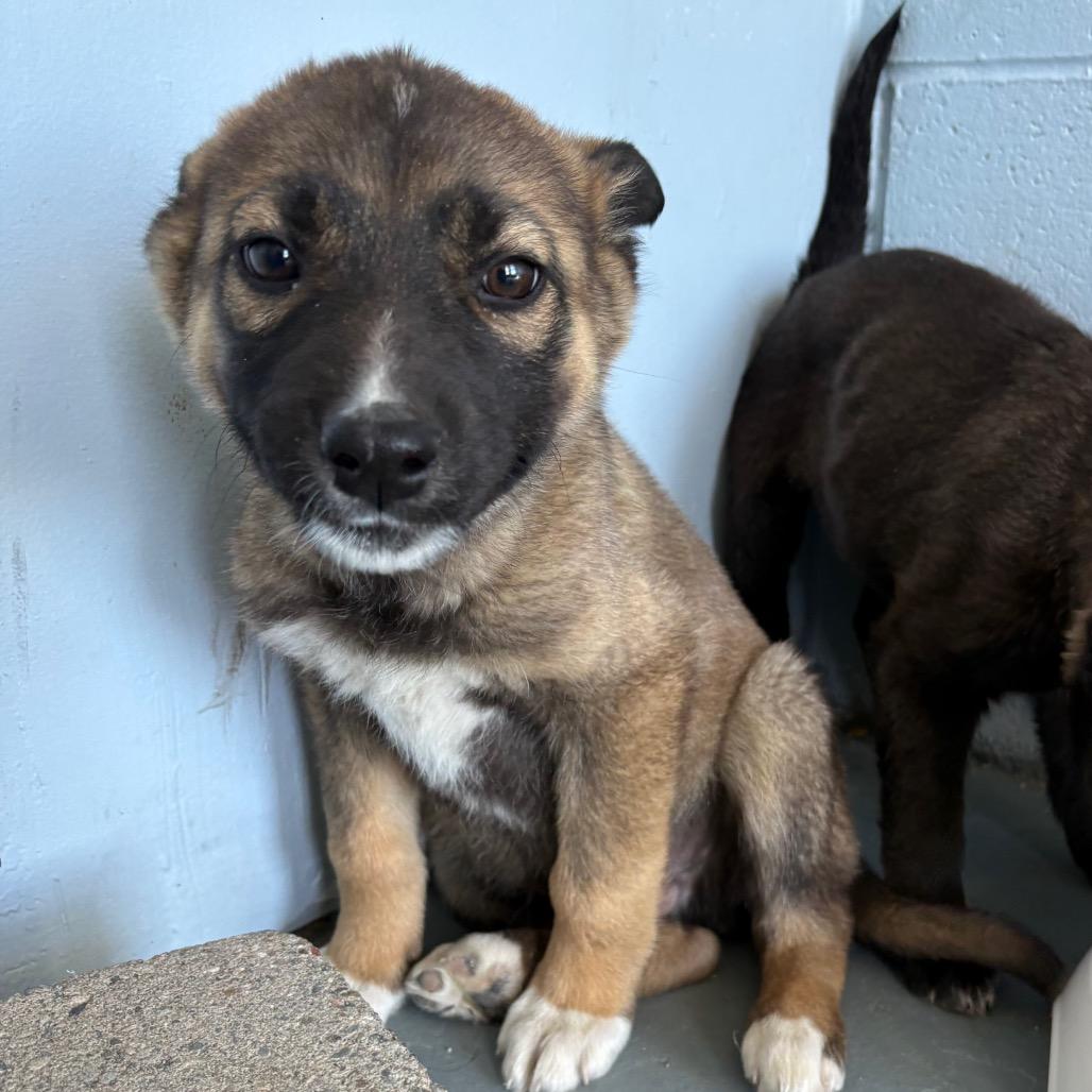 Enlarge Brownie, a ADOPTABLE Husky in Crookston, MN image 2/4