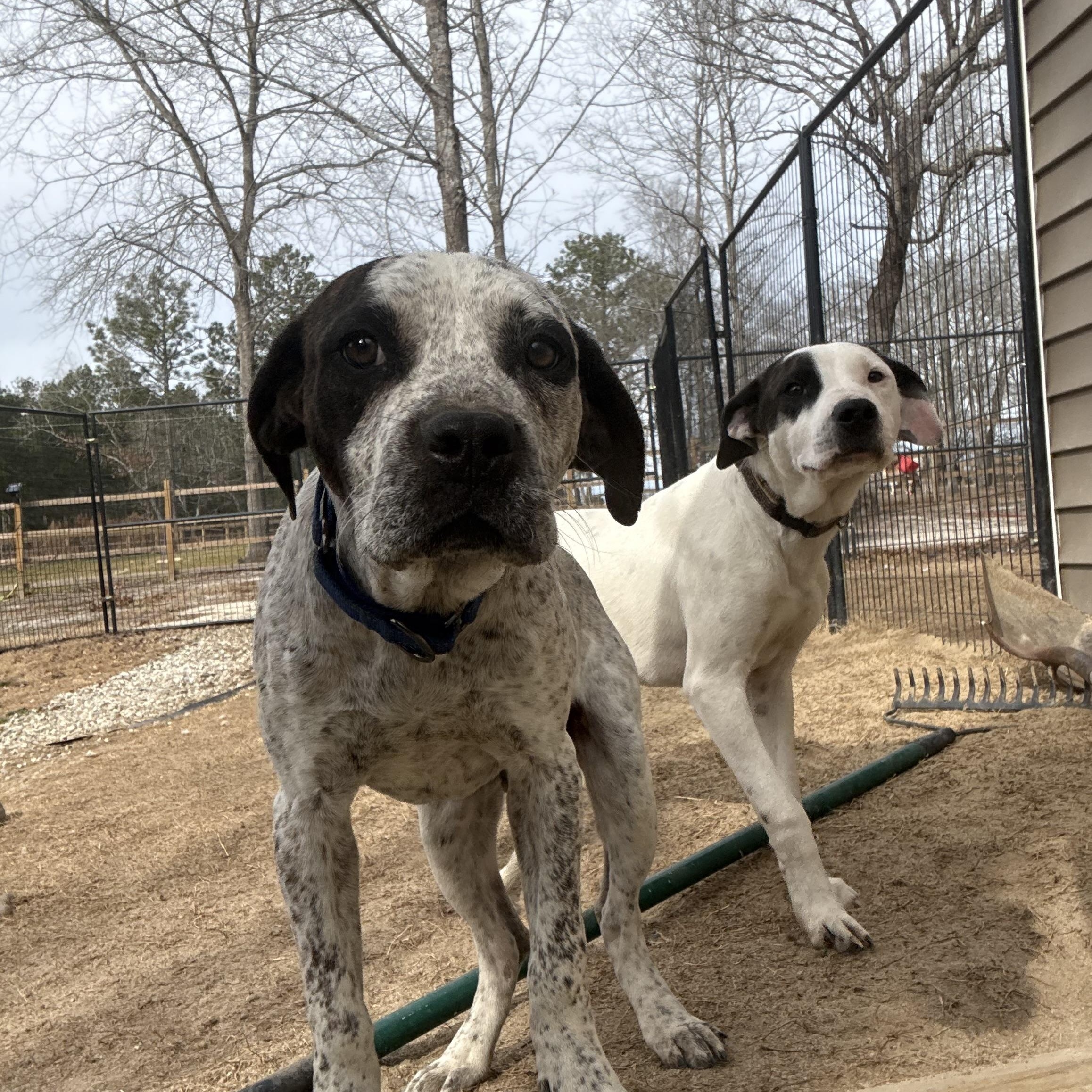 Scrooge, ADOPTABLE, Puppy Male German Shorthaired Pointer & Labrador Retriever.