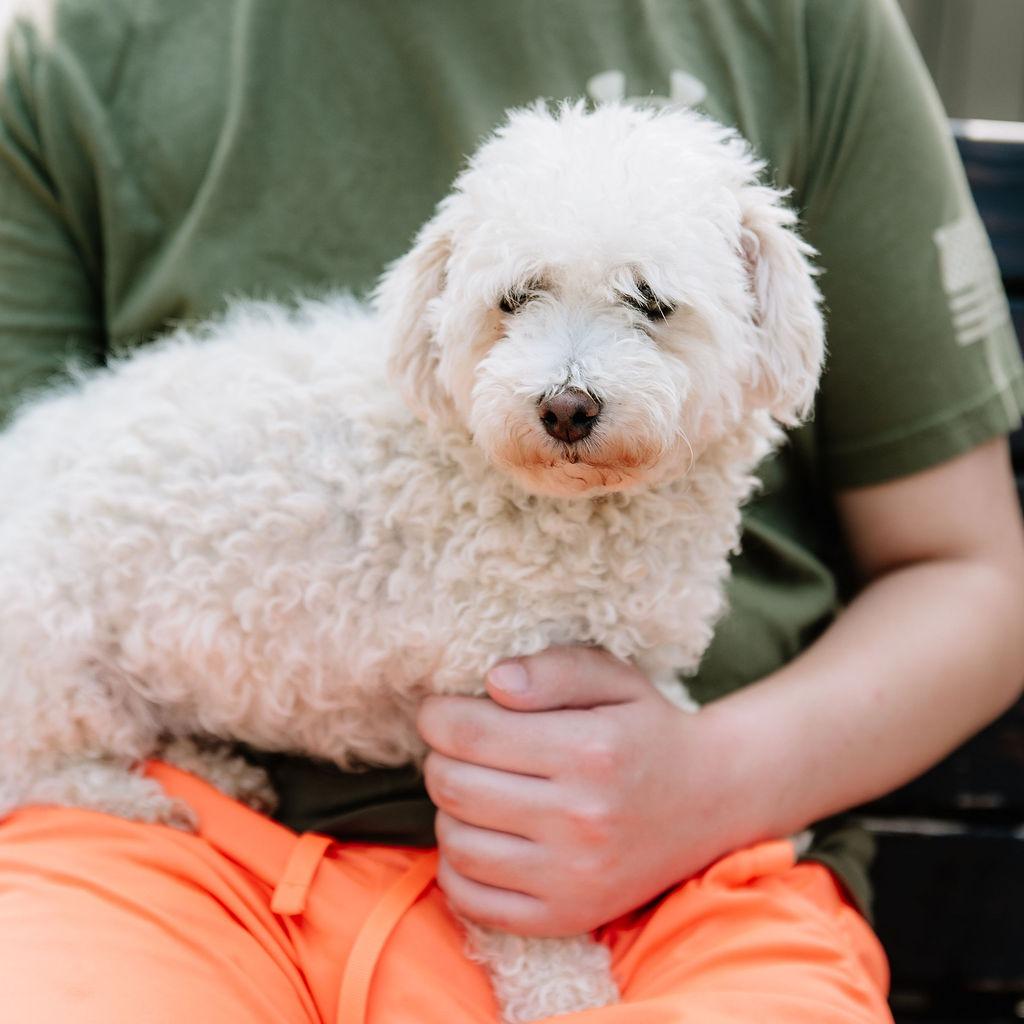 Sadie, an adopted Bichon Frise in Chester Springs, PA image 1/3