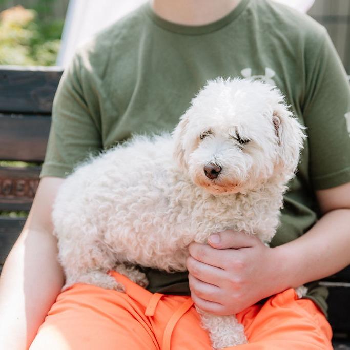 Sadie, an adopted Bichon Frise in Chester Springs, PA image 2/3
