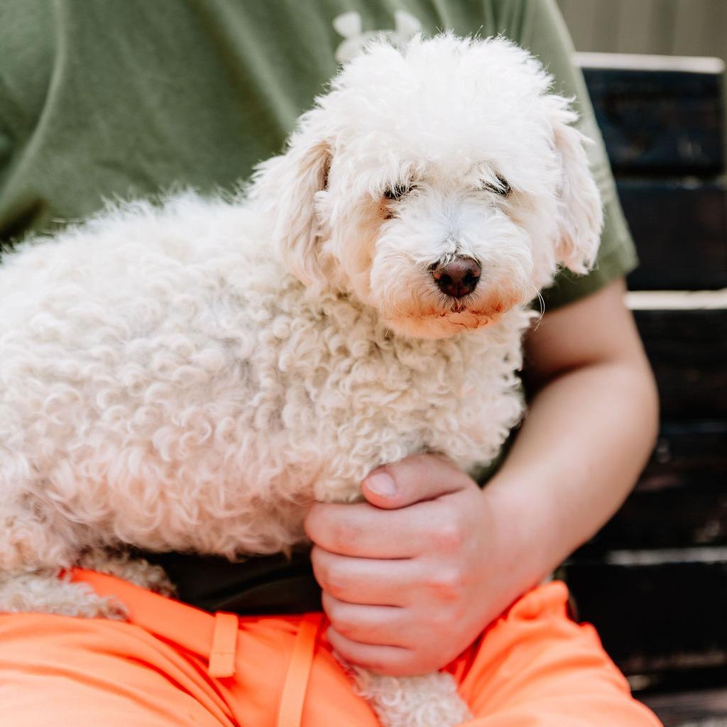 Sadie, an adopted Bichon Frise in Chester Springs, PA image 3/3