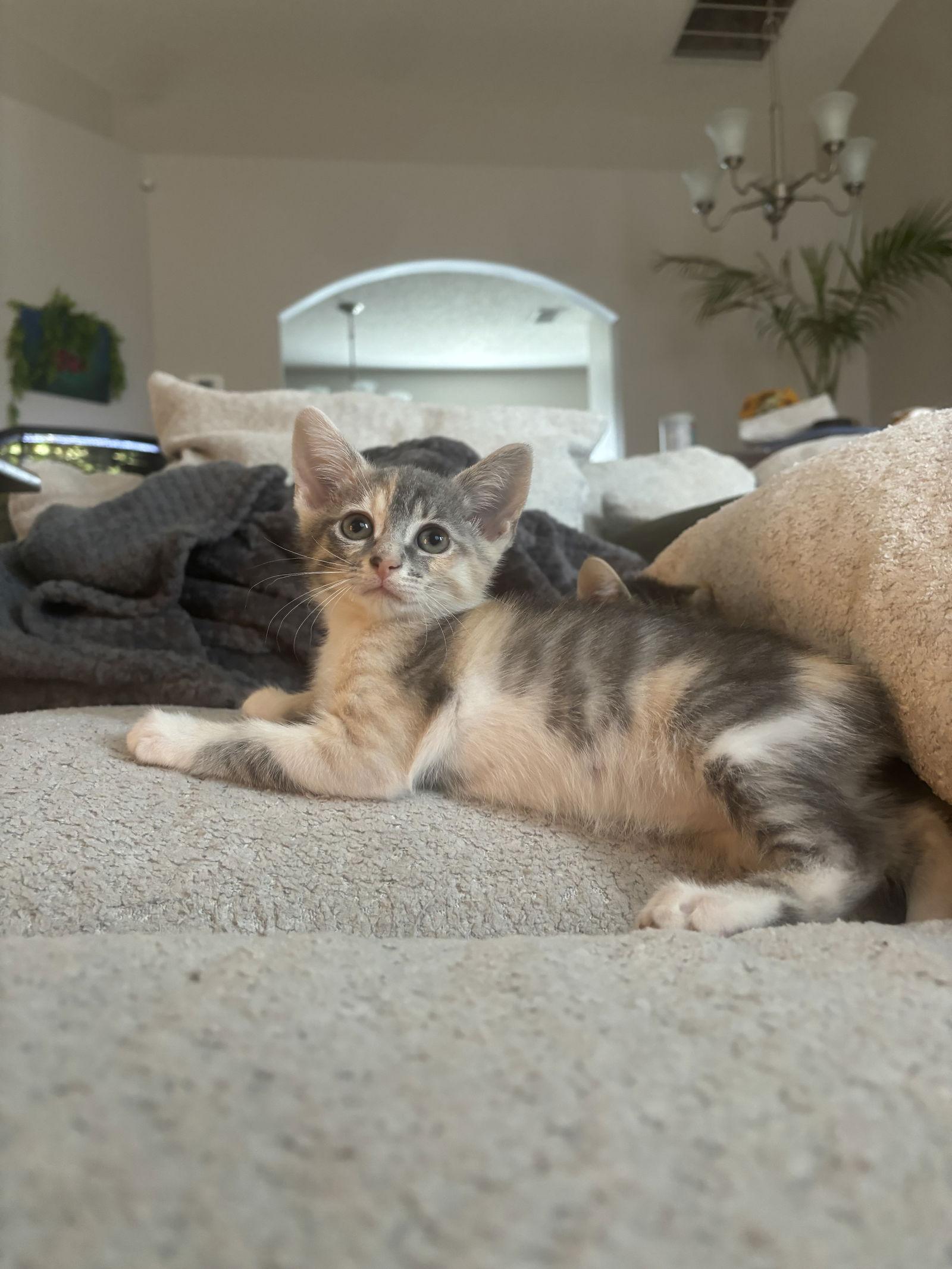 Enlarge Celery, a Adopted Domestic Short Hair in Orlando, FL image 1/3