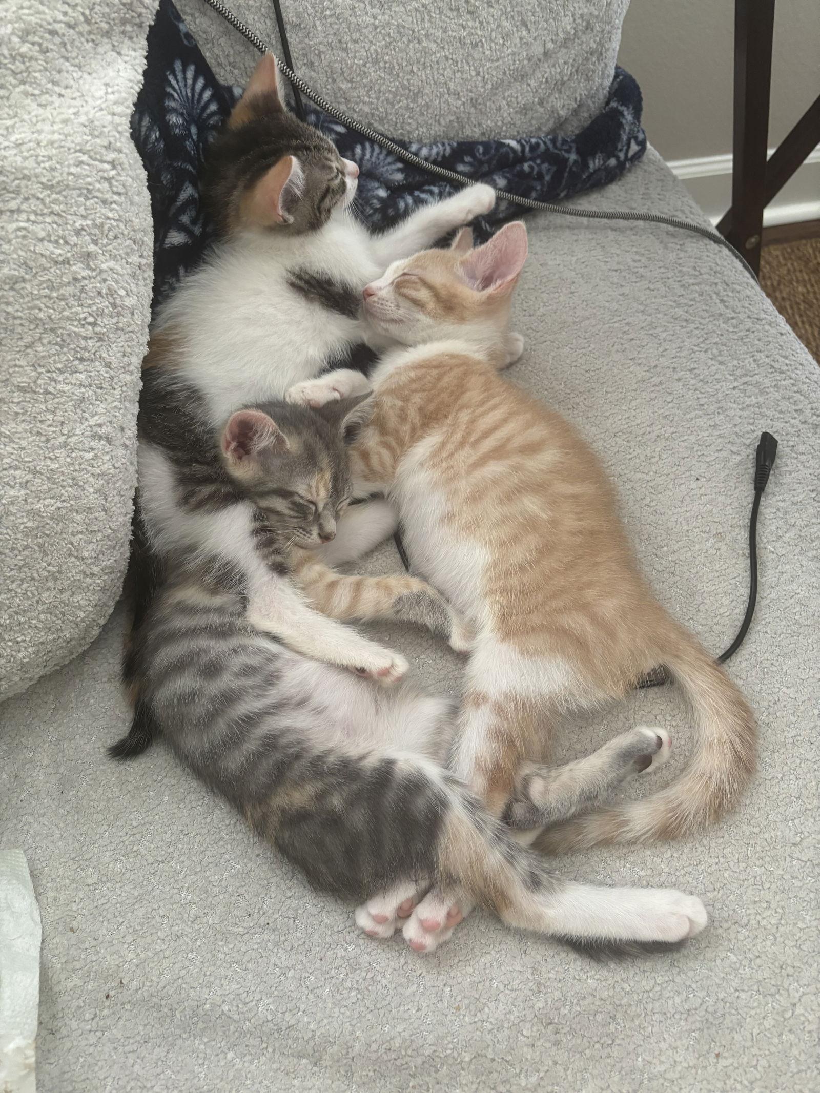 Enlarge Celery, a Adopted Domestic Short Hair in Orlando, FL image 2/3