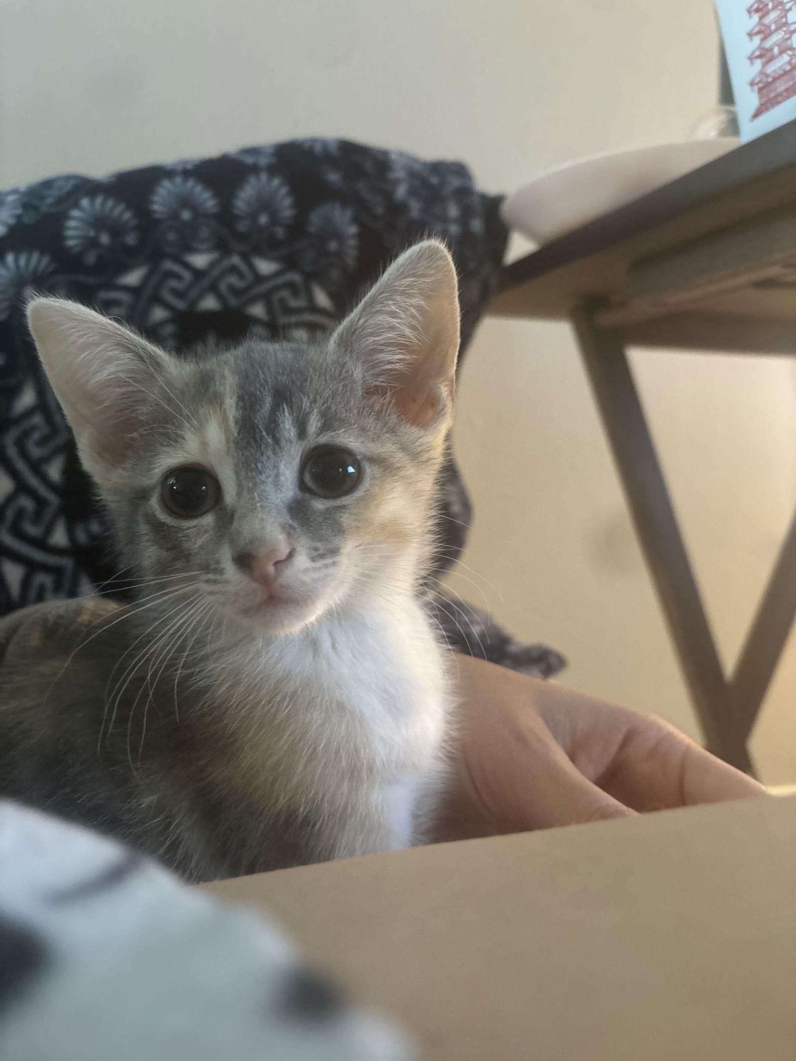 Enlarge Celery, a Adopted Domestic Short Hair in Orlando, FL image 3/3