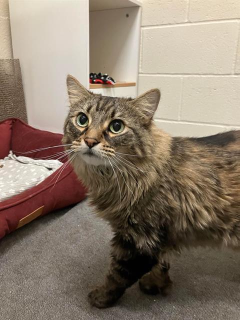 MING MING, Adoptable, Senior Male Maine Coon & Domestic Short Hair.