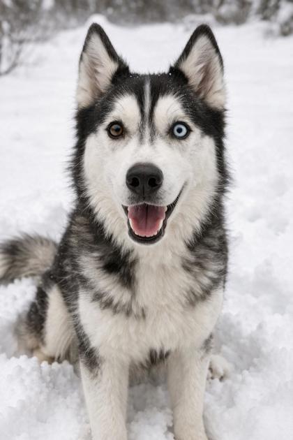 Kaiza, Adoptable, Young Female Siberian Husky & Mixed Breed.
