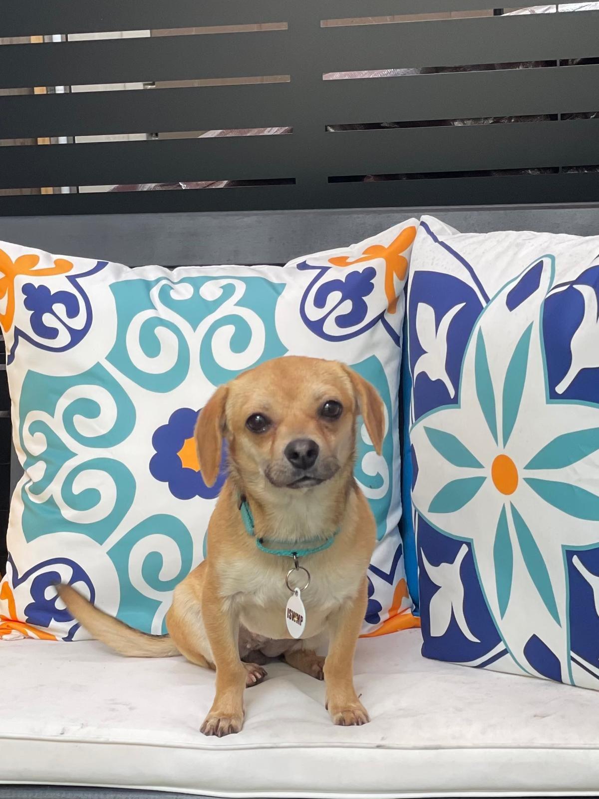 Enlarge Dot, a ADOPTABLE Chihuahua in Los Angeles, CA image 1/3