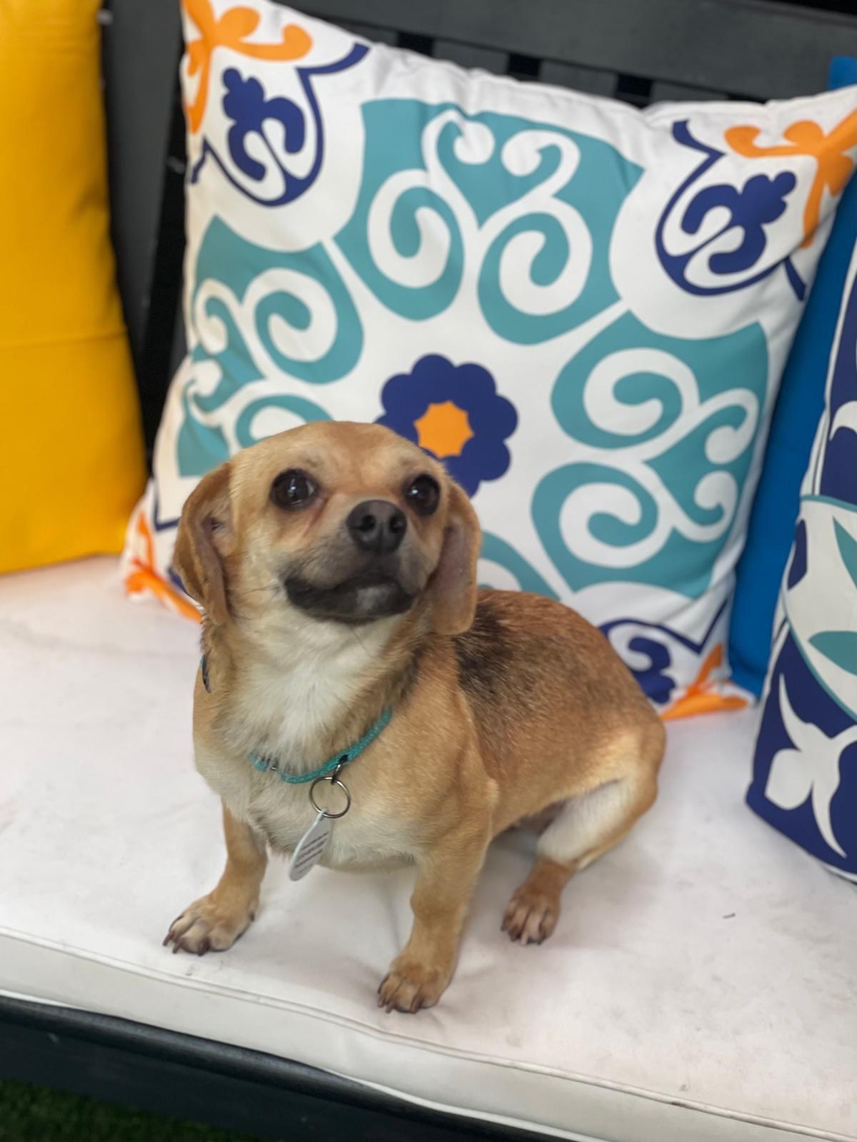 Enlarge Dot, a ADOPTABLE Chihuahua in Los Angeles, CA image 3/3