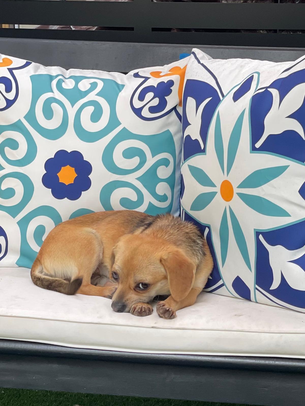 Enlarge Dot, a ADOPTABLE Chihuahua in Los Angeles, CA image 2/3