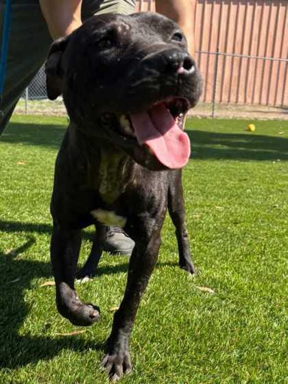 Enlarge DJ - 2, a Adoptable mixed breed in Daytona Beach, FL image 1/2