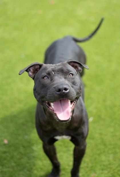 Enlarge DJ - 2, a Adoptable mixed breed in Daytona Beach, FL image 2/2