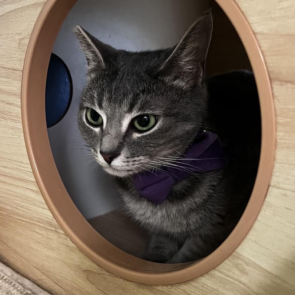 Enlarge Cinder, a Adoptable Domestic Short Hair in Yucca Valley, CA image 1/3