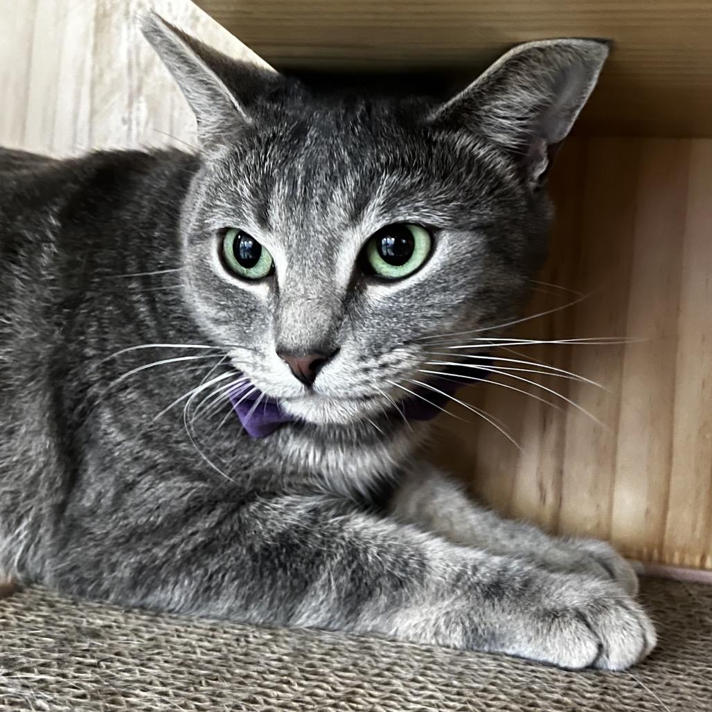 Enlarge Cinder, a Adoptable Domestic Short Hair in Yucca Valley, CA image 2/3