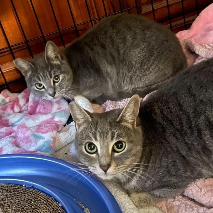 Enlarge Cinder, a Adoptable Domestic Short Hair in Yucca Valley, CA image 3/3