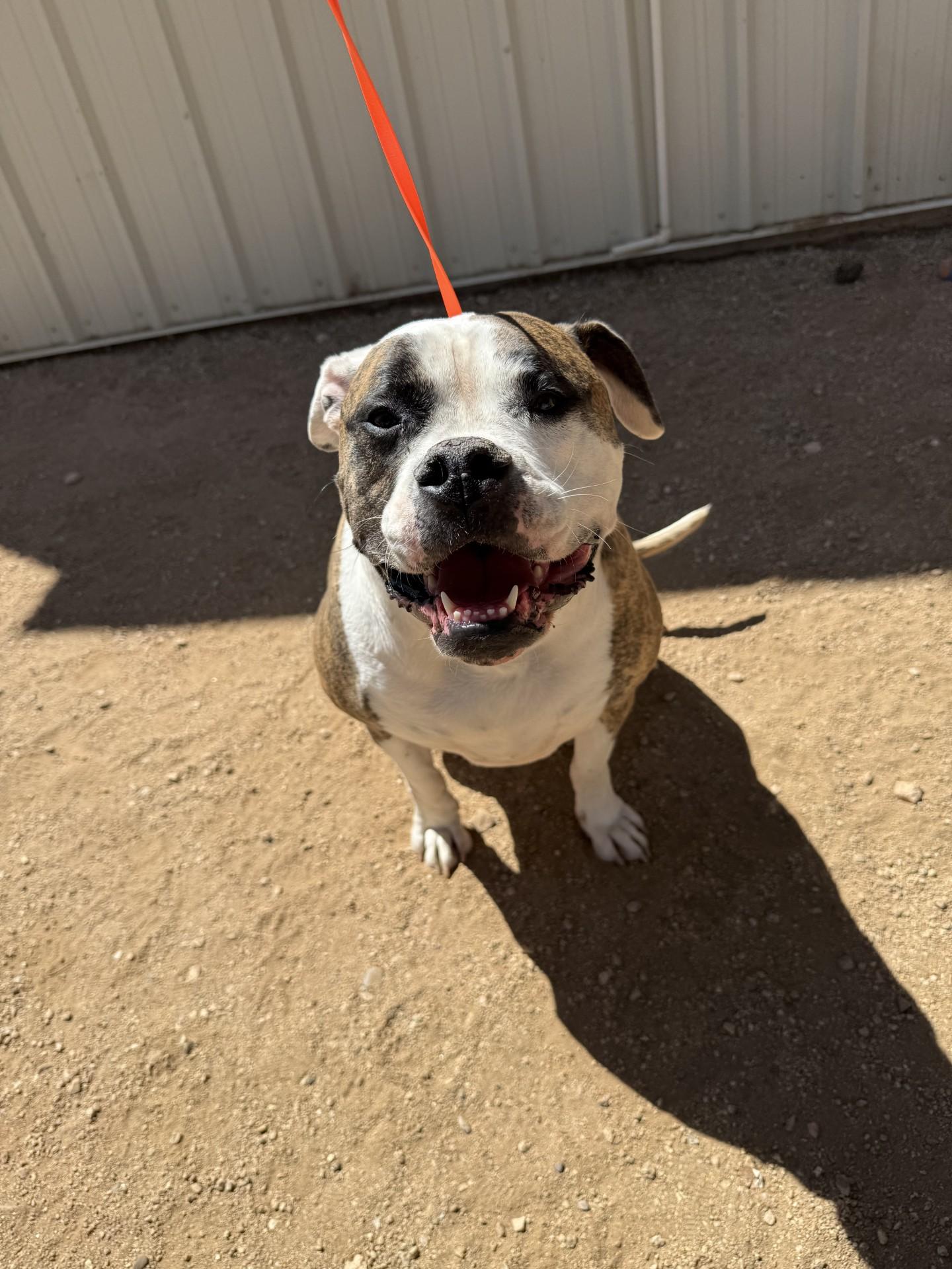 Enlarge Sofii, a Adoptable mixed breed in Sierra Vista, AZ image 1/1
