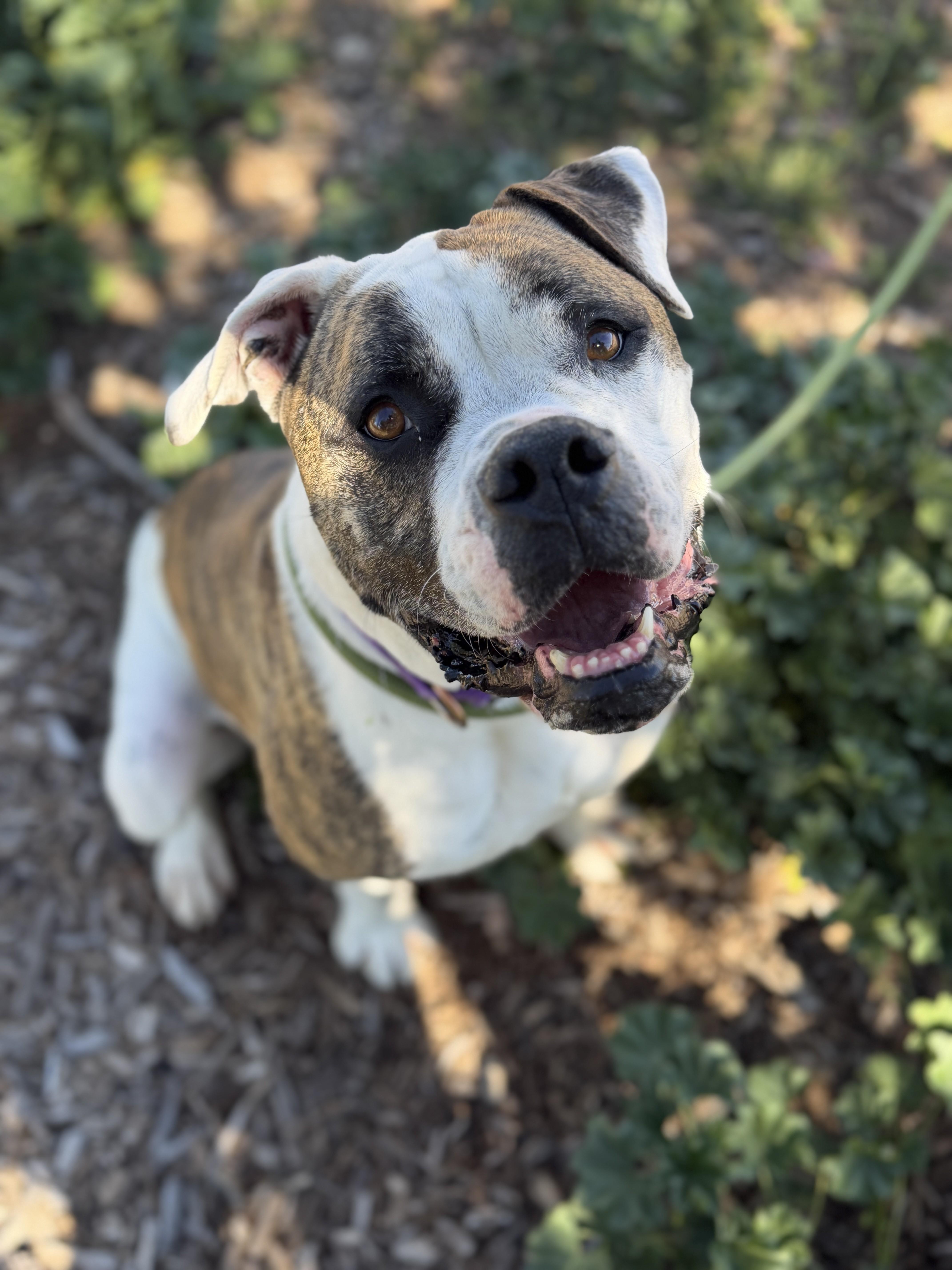 Sofii, Adoptable, Adult Female American Bulldog & Boxer.