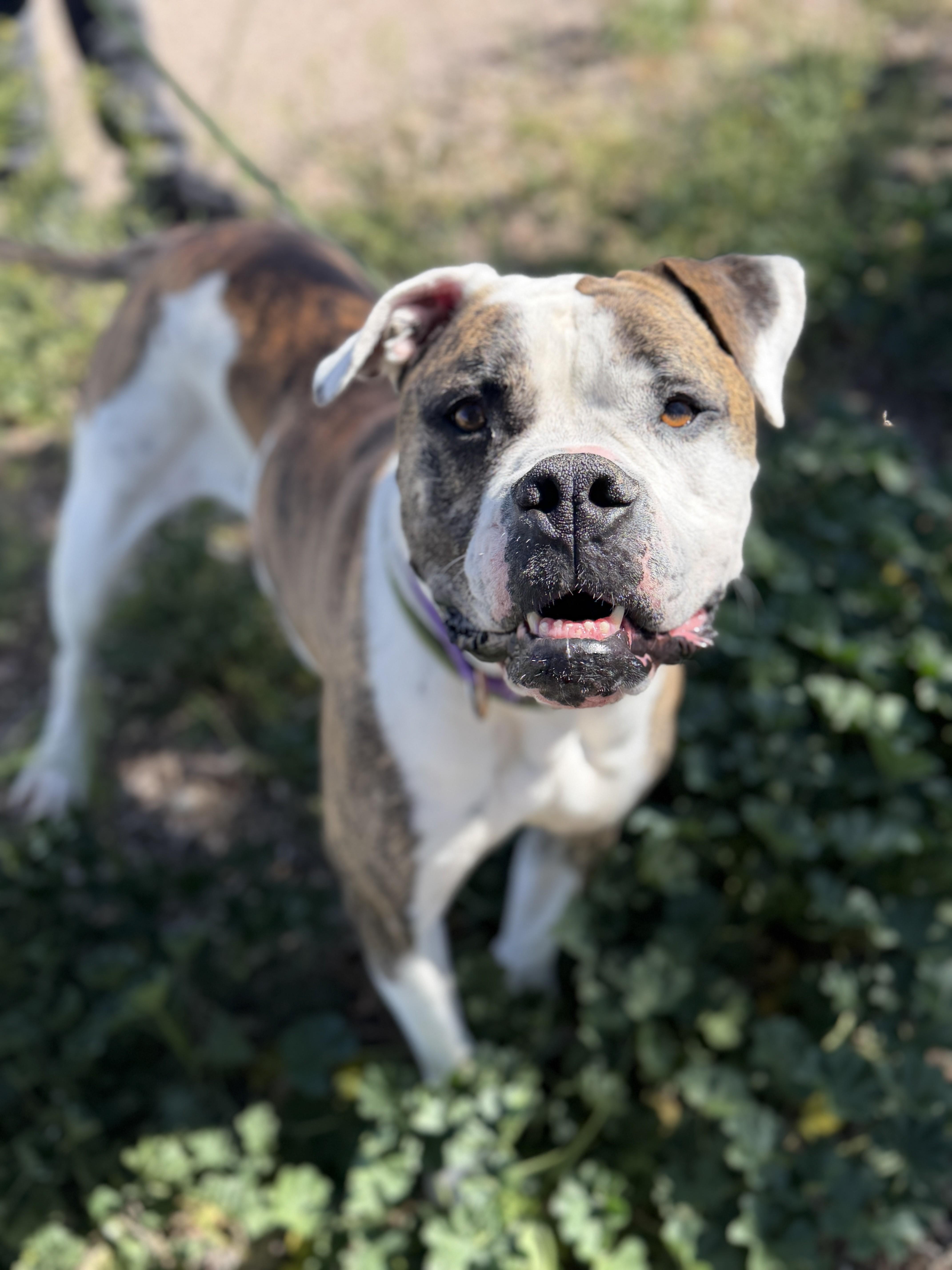Enlarge Sofii, a Adoptable mixed breed in Sierra Vista, AZ image 3/3