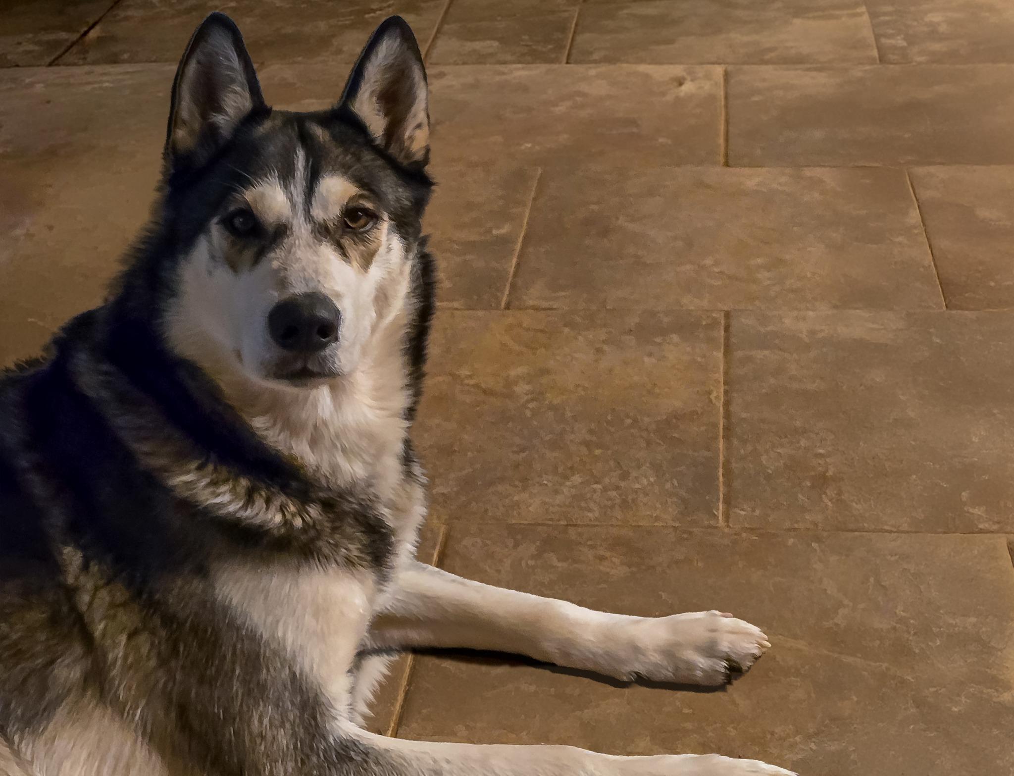 Titan, Adoptable, Adult Male Siberian Husky.