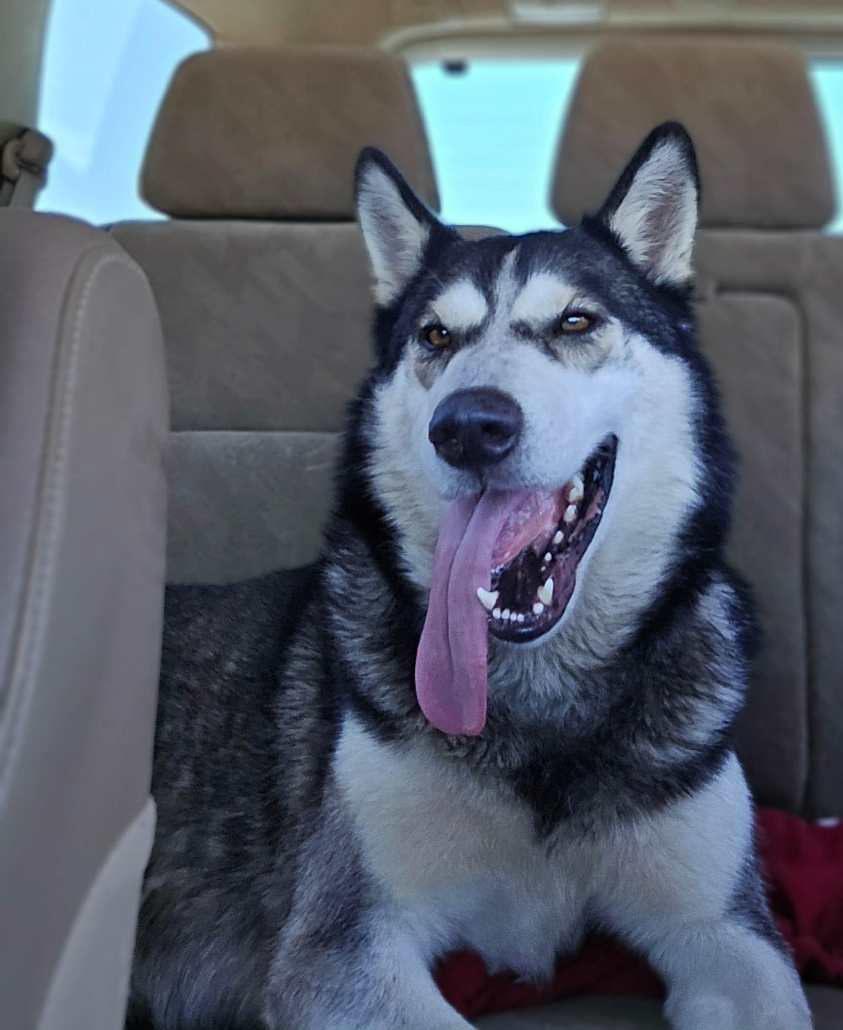 Titan, a Adoptable Siberian Husky in Omaha, NE image 2/4
