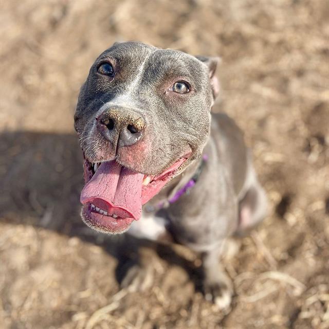 PEONY, Adoptable, Young Female Pit Bull Terrier.