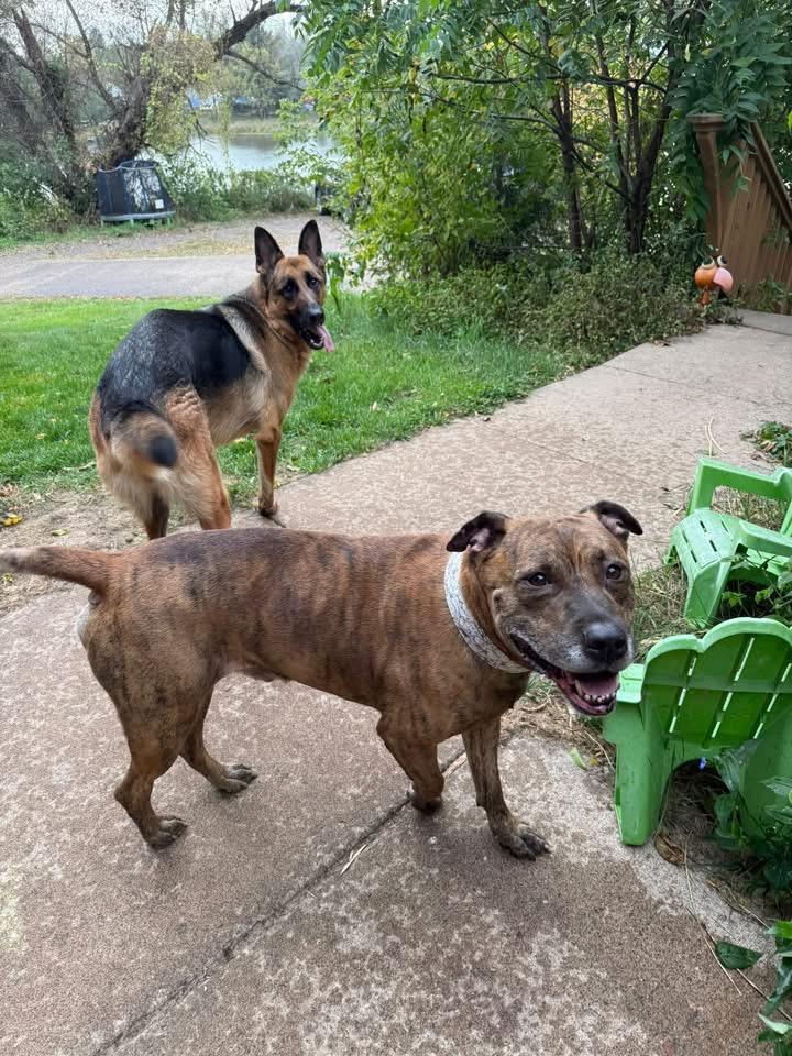 Brooks, a ADOPTABLE Boxer in Lakeville, MN image 3/5