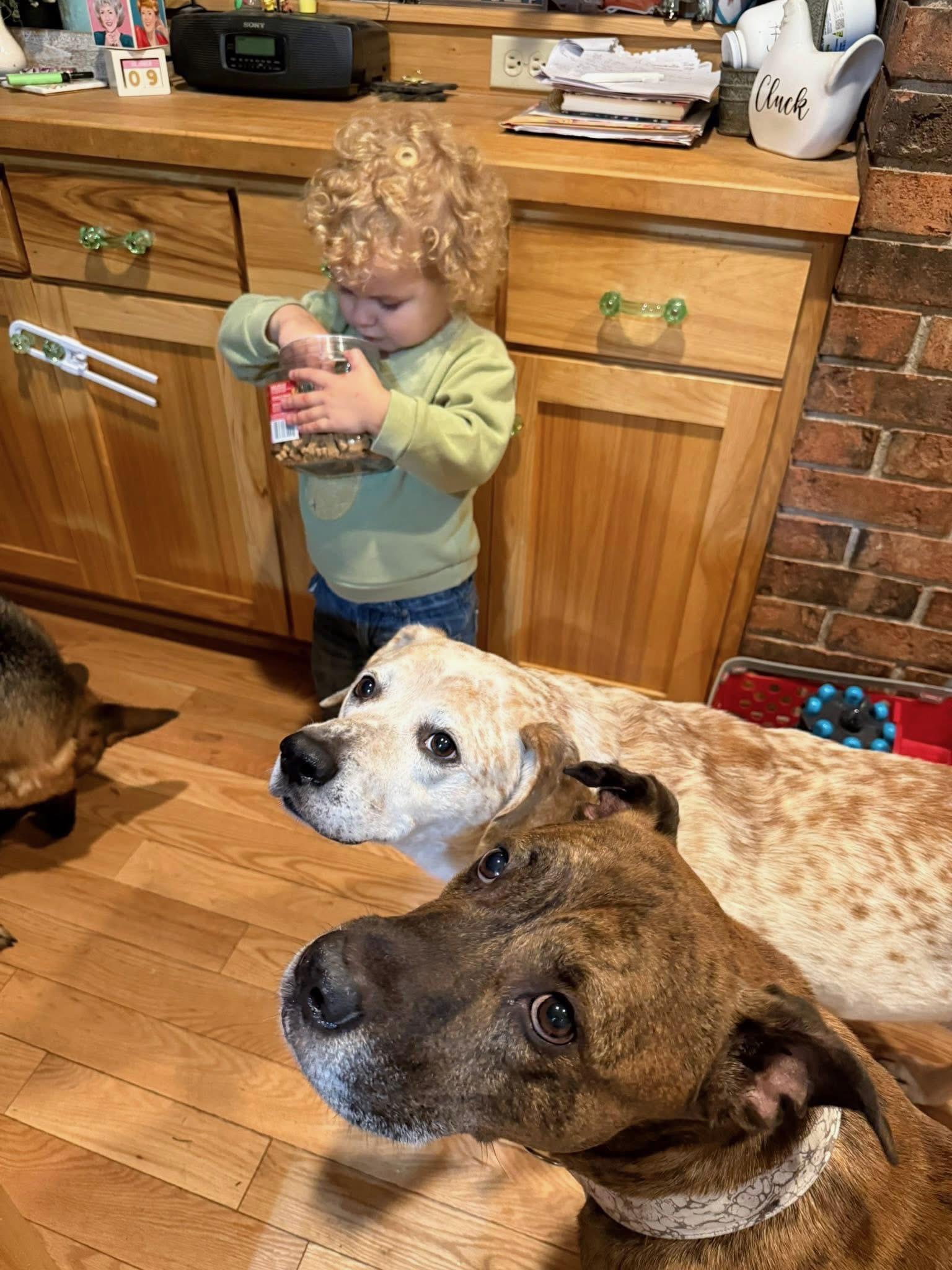 Brooks, a ADOPTABLE Boxer in Lakeville, MN image 2/5