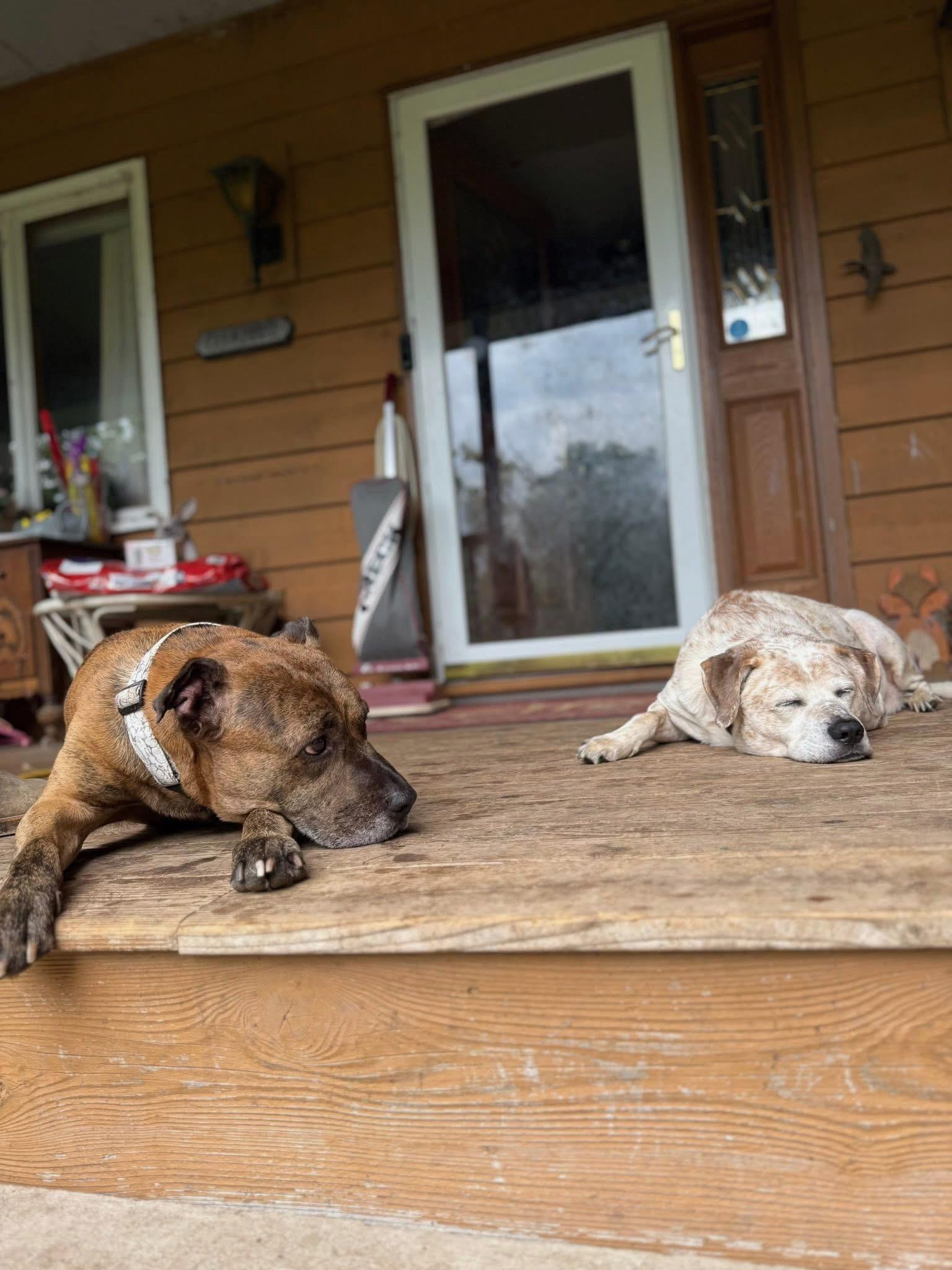 Brooks, ADOPTABLE, Adult Male Boxer.