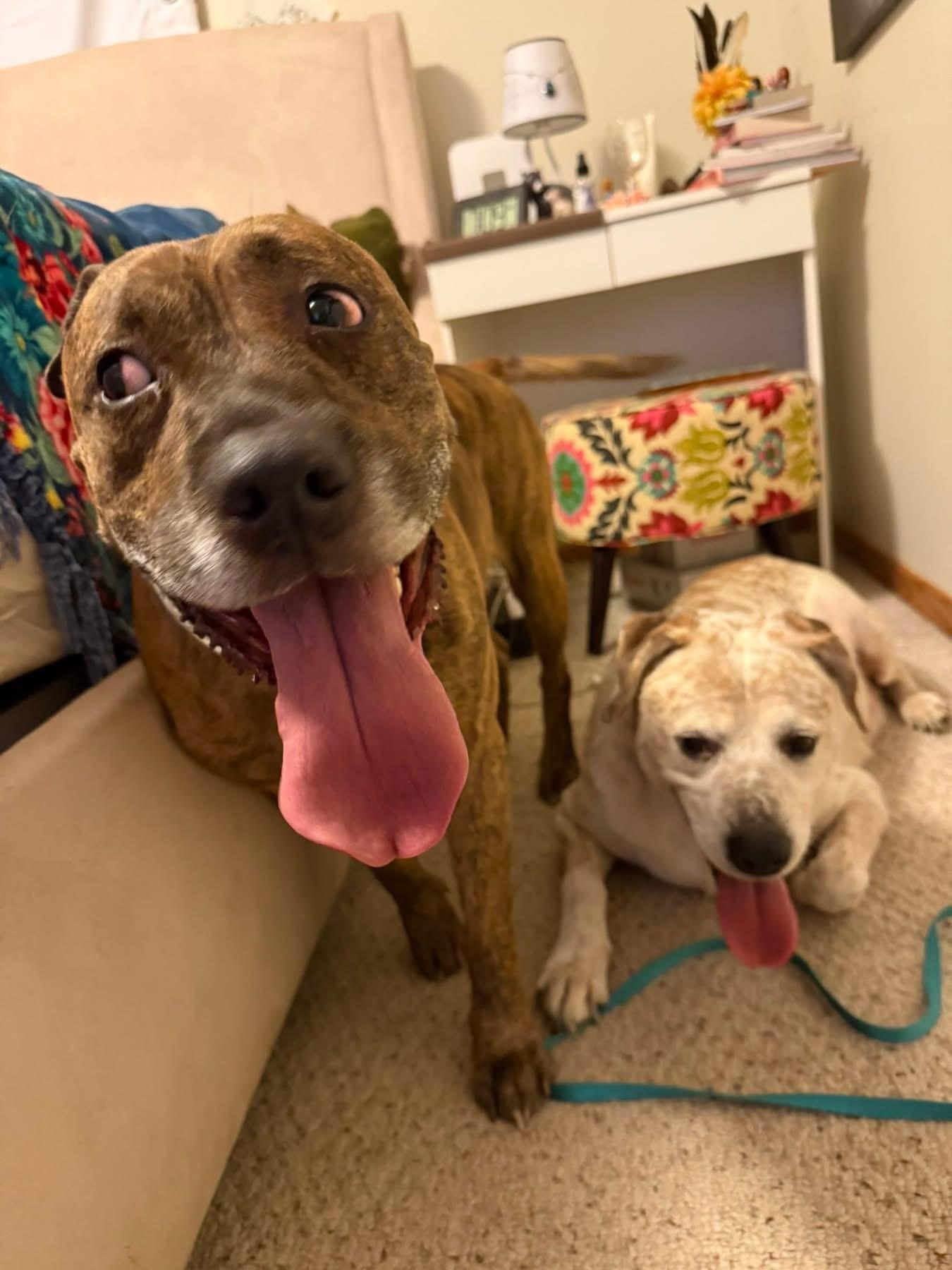 Brooks, a ADOPTABLE Boxer in Lakeville, MN image 4/5