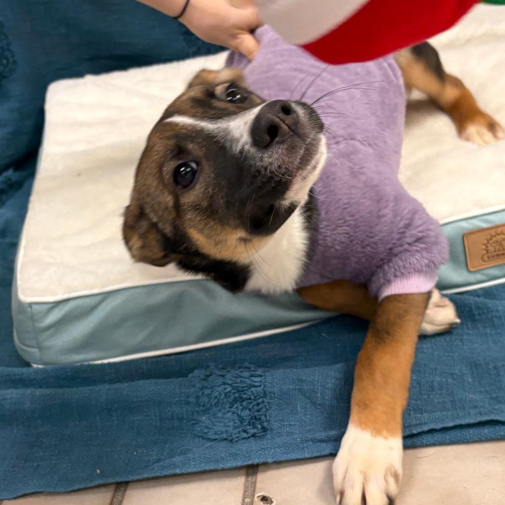 Harlow, Adoptable, Puppy Female Husky & Shepherd.