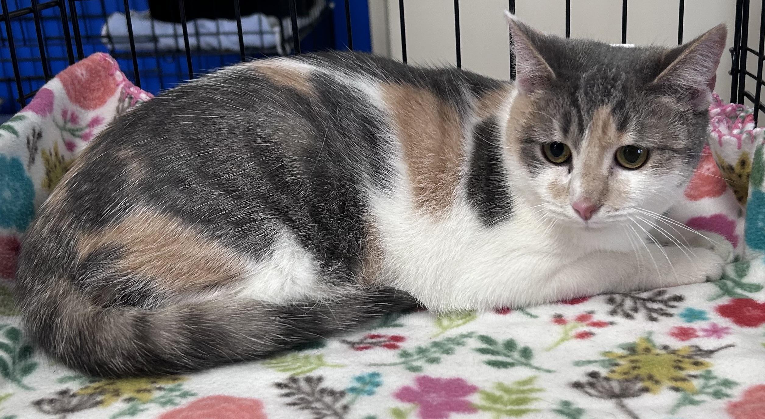 Enlarge Ritz, a Adoptable mixed breed in Greensboro, NC image 3/6