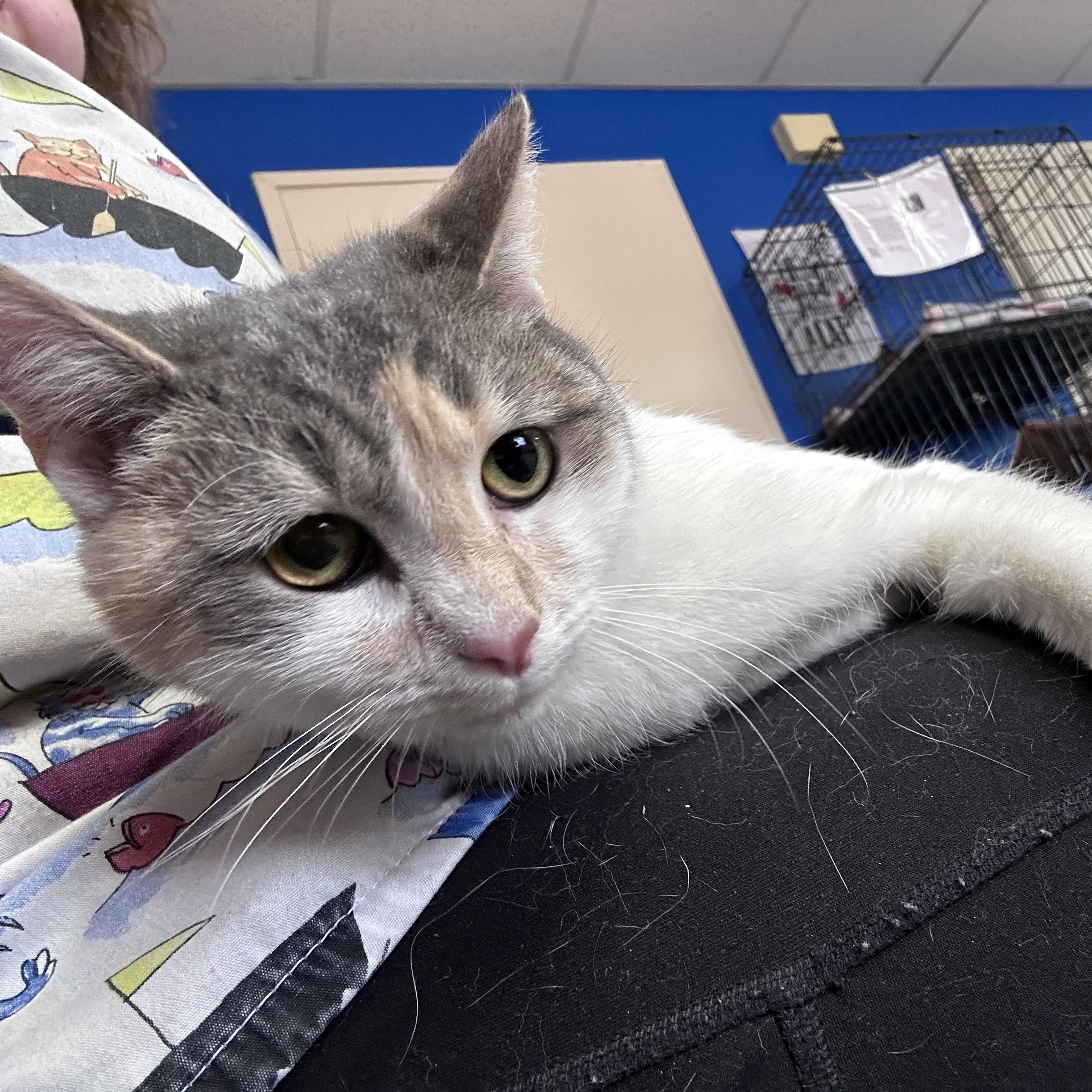 Enlarge Ritz, a Adoptable mixed breed in Greensboro, NC image 6/6