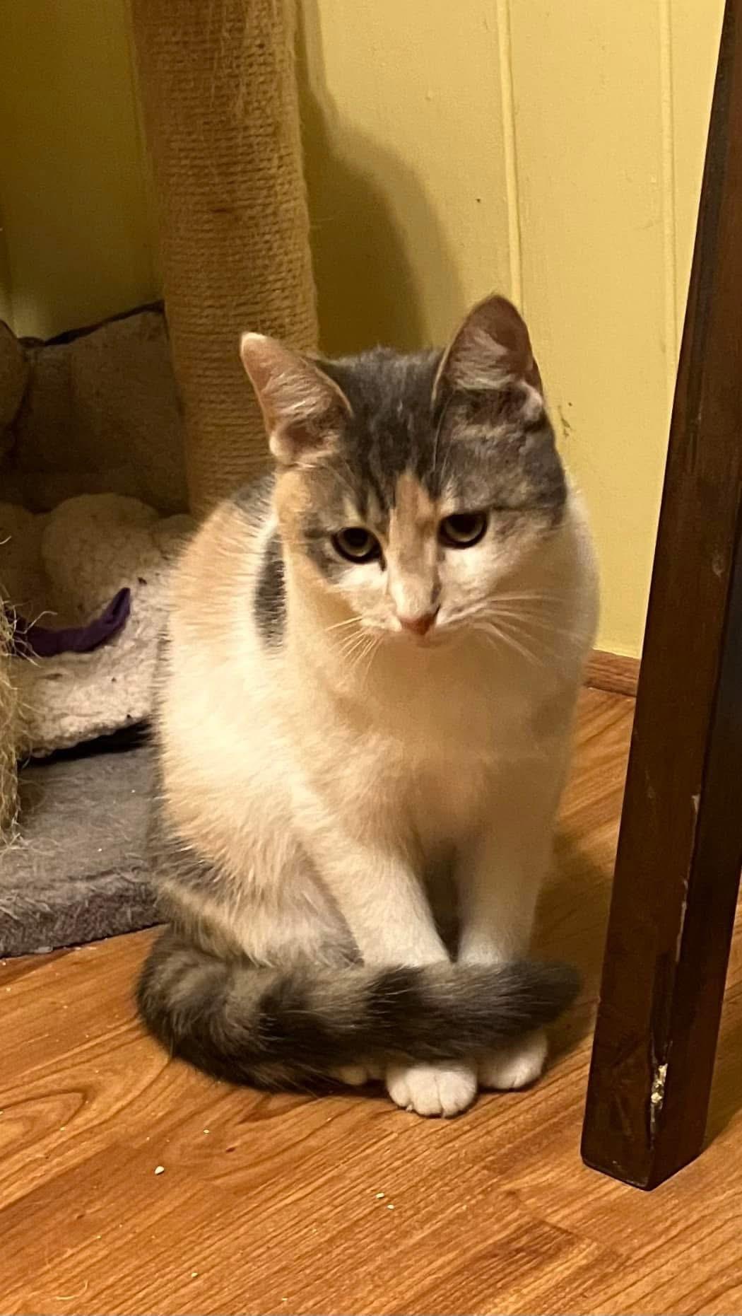 Enlarge Ritz, a Adoptable mixed breed in Greensboro, NC image 2/6