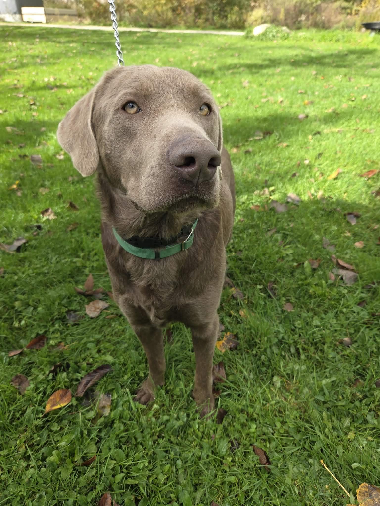 Enlarge Logan-Not Accepting Applications Yet, a Adoptable Chocolate Labrador Retriever in Medina, OH image 4/6