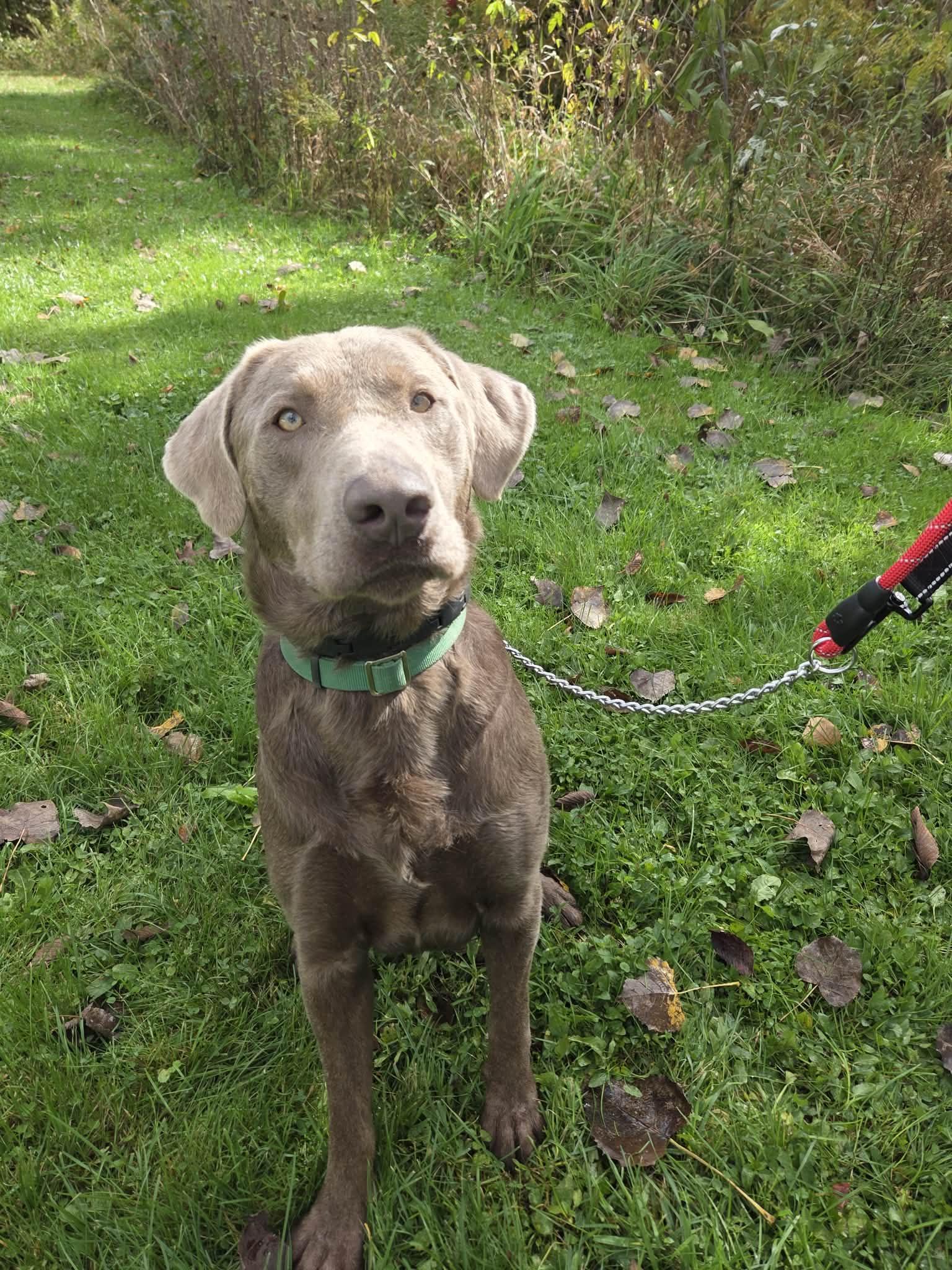 Enlarge Logan-Not Accepting Applications Yet, a Adoptable Chocolate Labrador Retriever in Medina, OH image 1/6