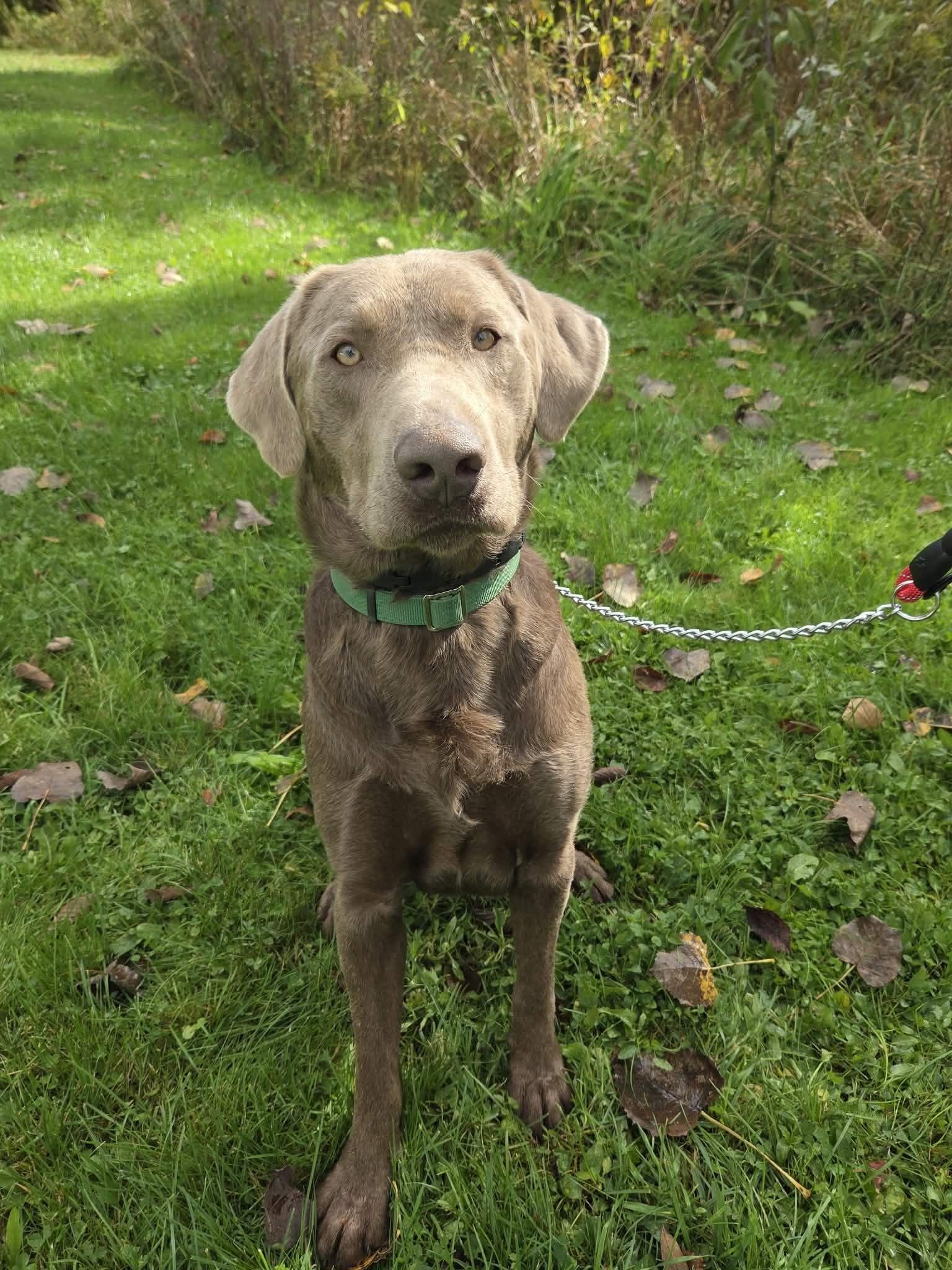 Enlarge Logan-Not Accepting Applications Yet, a Adoptable Chocolate Labrador Retriever in Medina, OH image 5/6