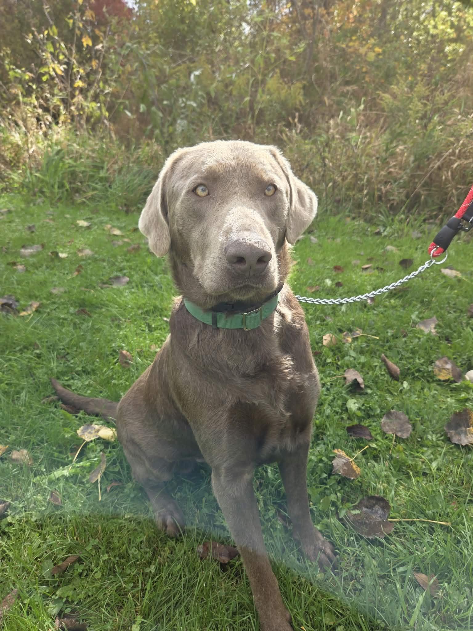 Enlarge Logan-Not Accepting Applications Yet, a Adoptable Chocolate Labrador Retriever in Medina, OH image 2/6