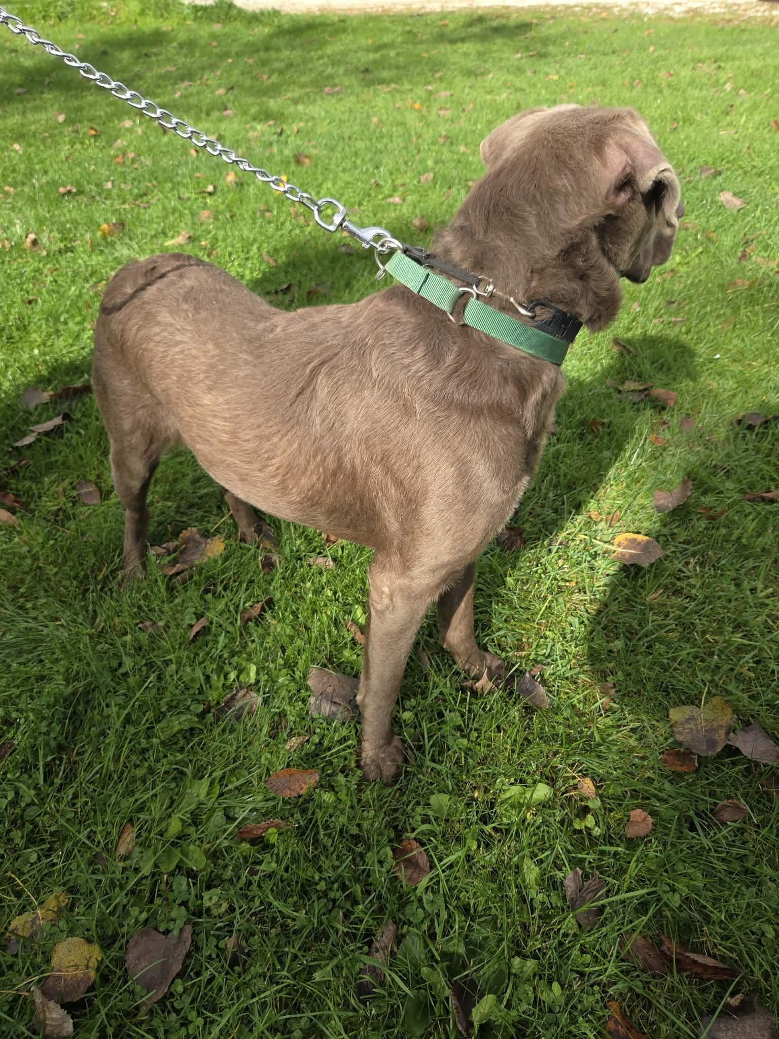 Enlarge Logan-Not Accepting Applications Yet, a Adoptable Chocolate Labrador Retriever in Medina, OH image 6/6